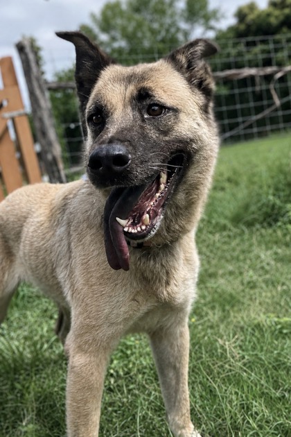 Foto de mascota