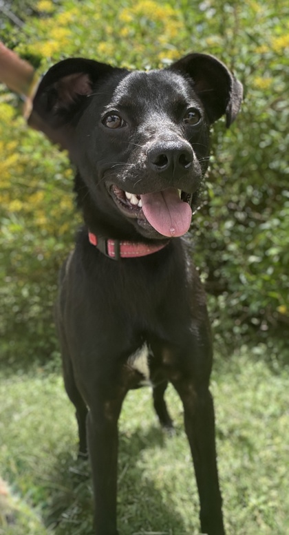 Pet Photo