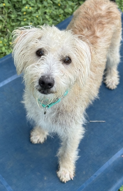 Pet Photo