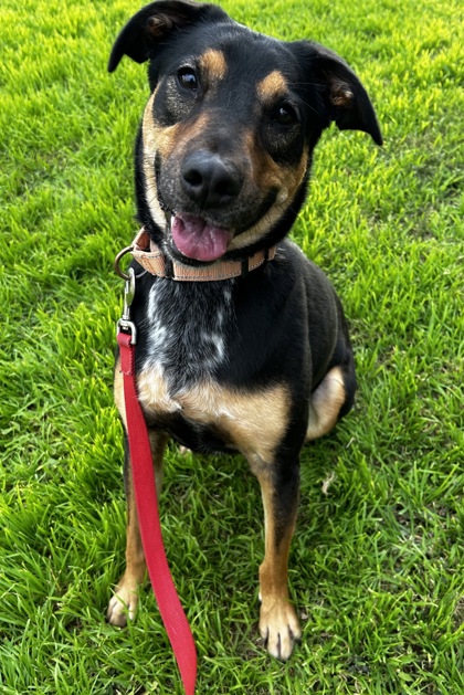 Pet Photo