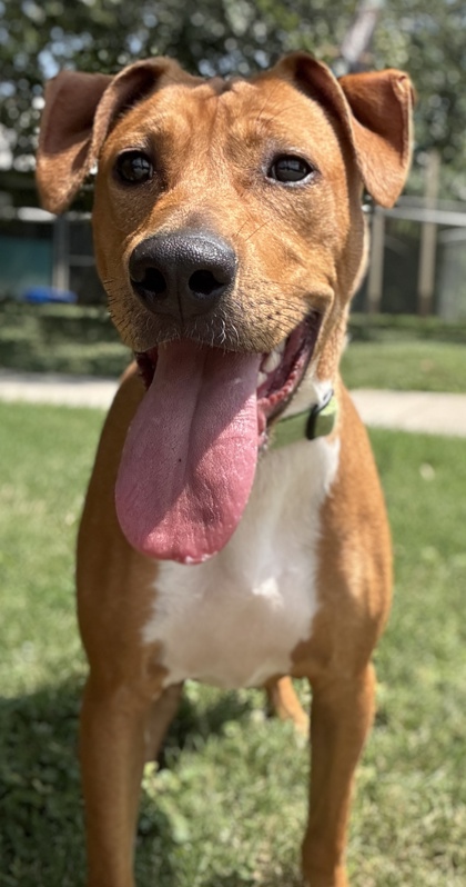 Pet Photo