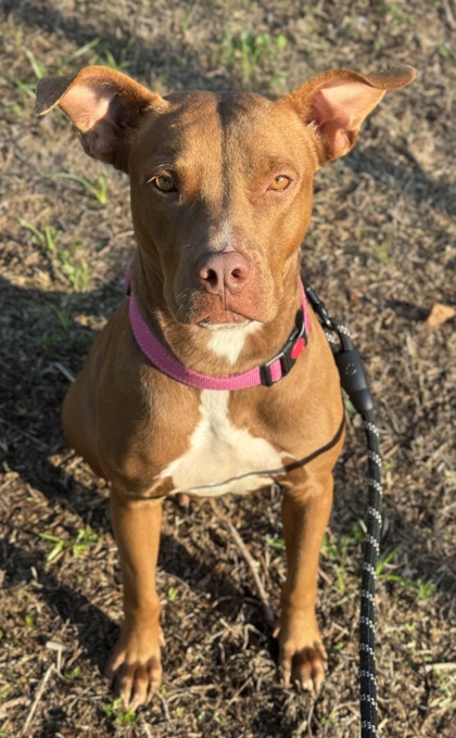 Pet Photo