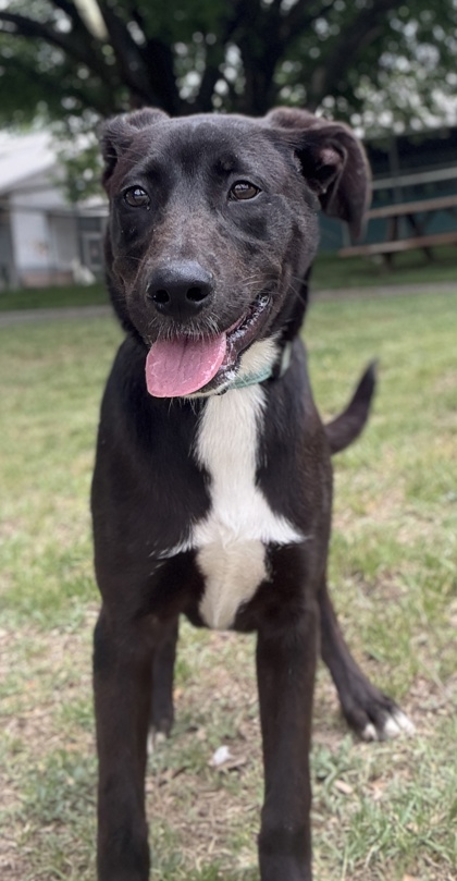 Pet Photo
