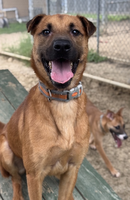 Pet Photo