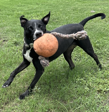 Pet Photo