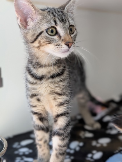 Pet Photo