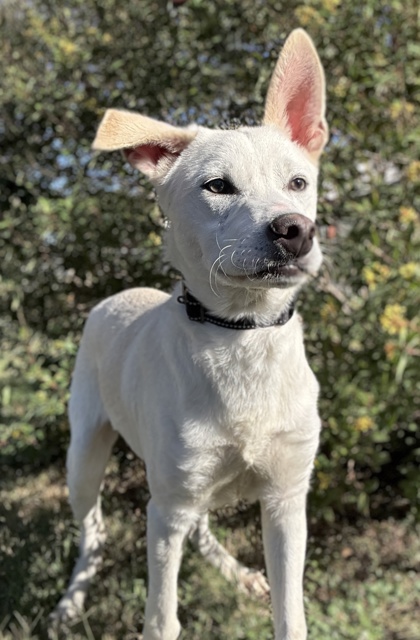 Foto de mascota