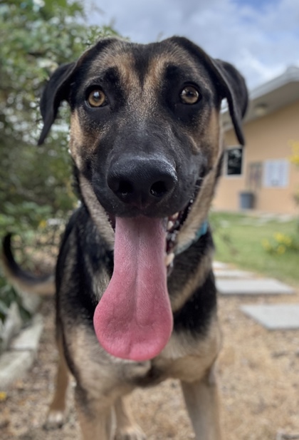 Pet Photo