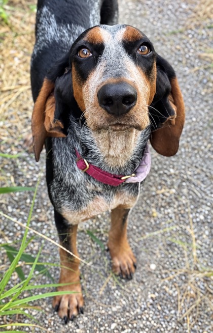 Bayou Betsy