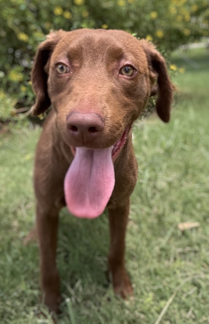 Pet Photo