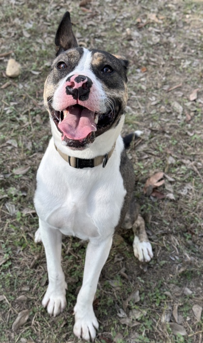 Pet Photo