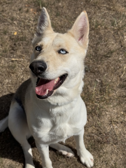 Pet Photo