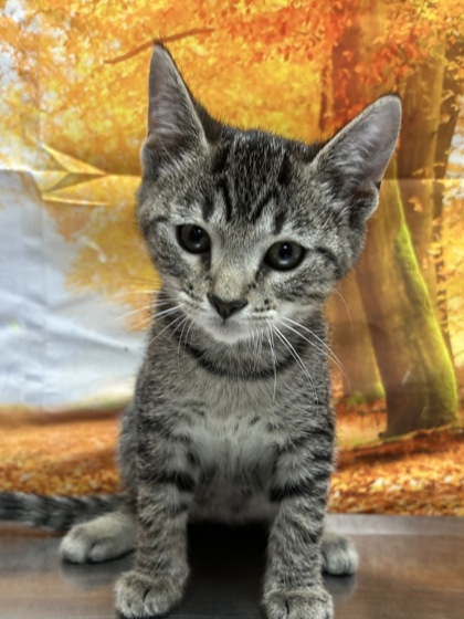 Pet Photo