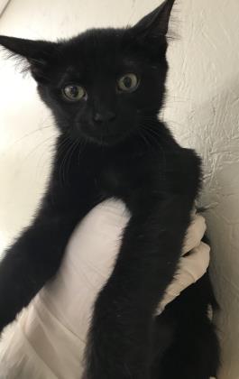 Pet Photo