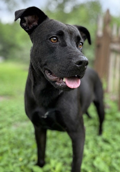 Pet Photo