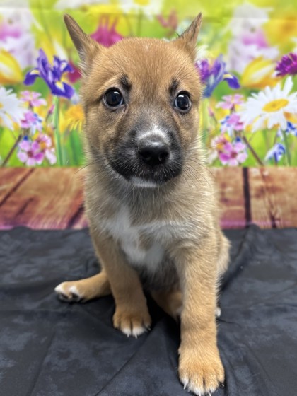 Pet Photo