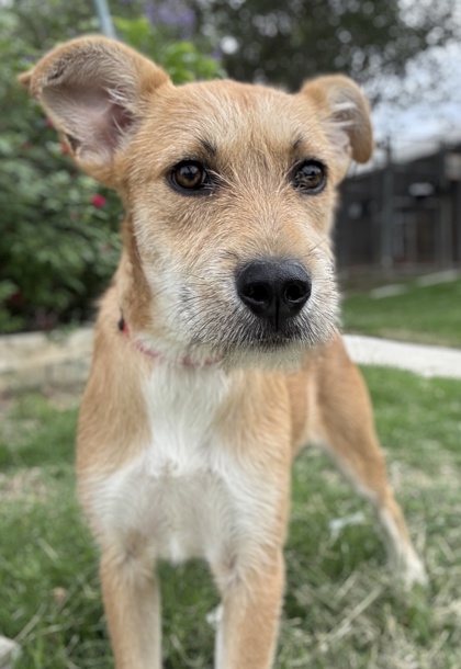 Pet Photo