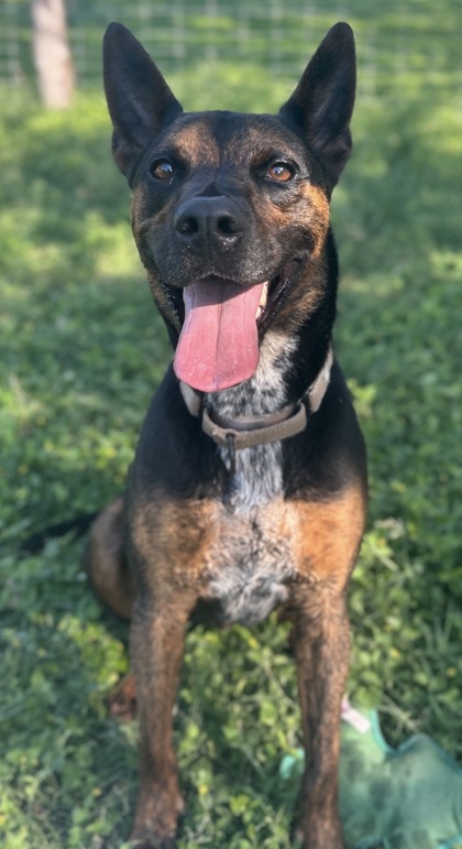 Domino