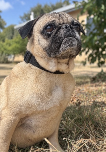 Pet Photo
