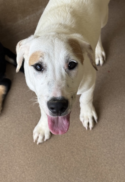 Pet Photo