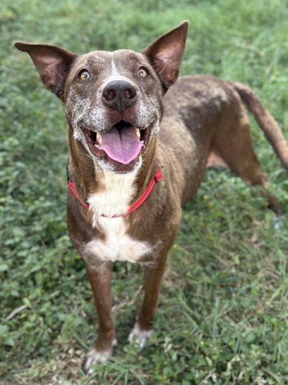 Pet Photo