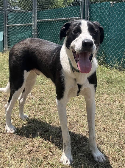 Pet Photo