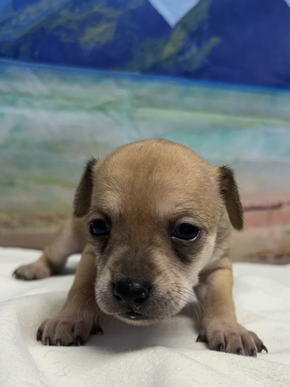 Pet Photo