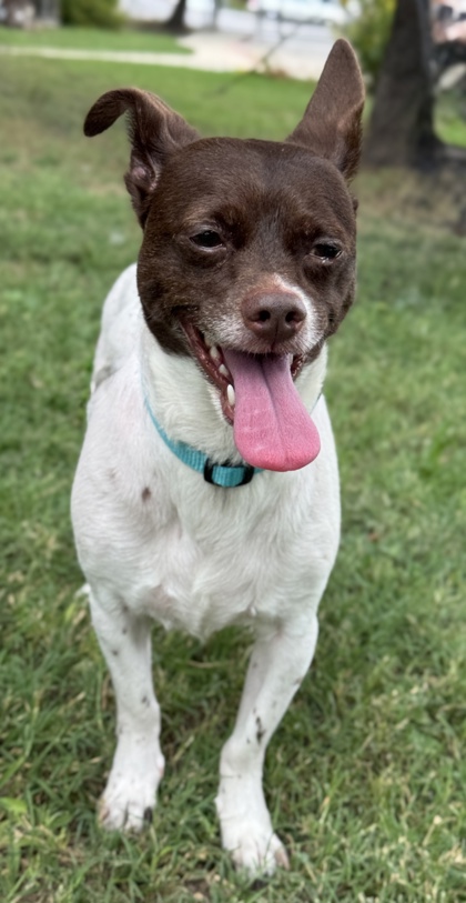 Pet Photo