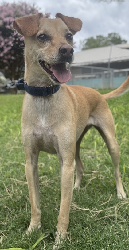 Pet Photo