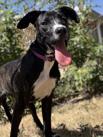 Pet Photo