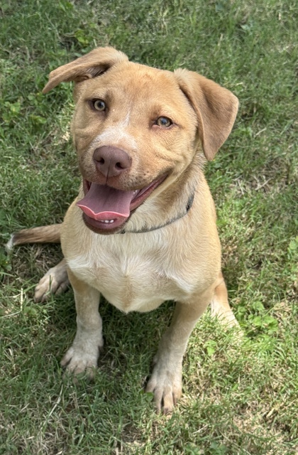 Pet Photo