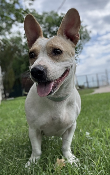 Foto de mascota