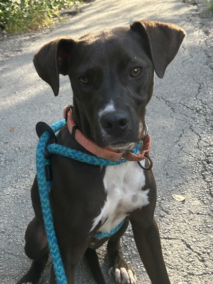 Pet Photo