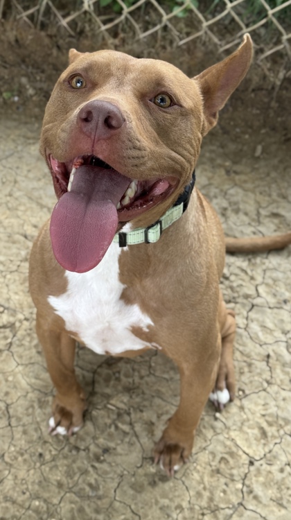 Pet Photo