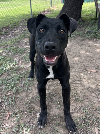 Pet Photo