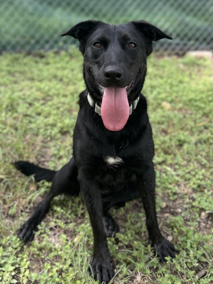 Pet Photo