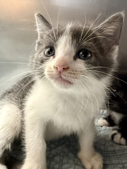 Foto de mascota