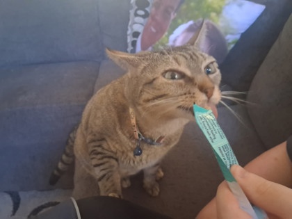 Pet Photo