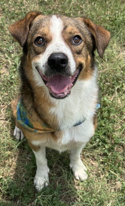 Pet Photo