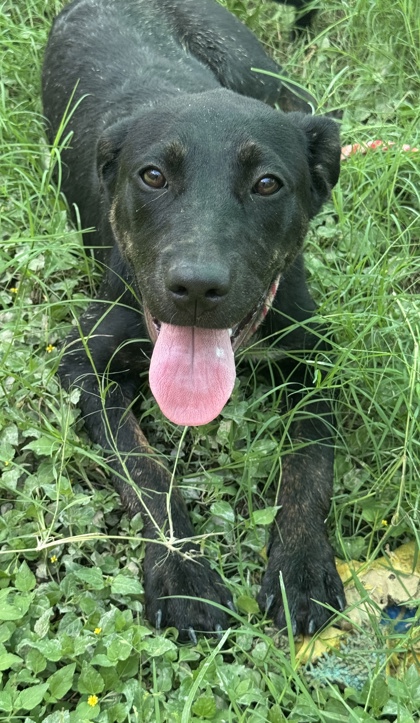 Pet Photo