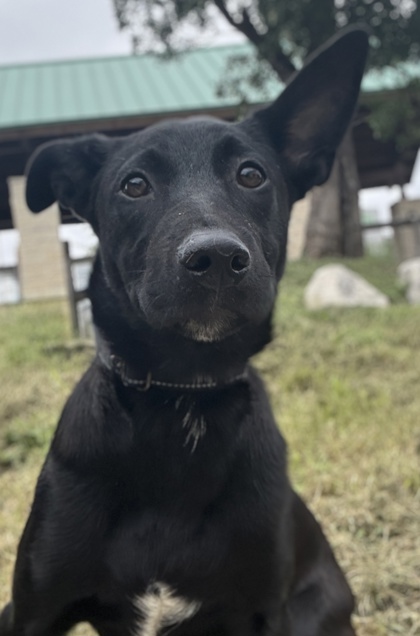 Pet Photo