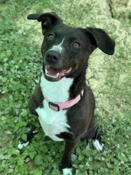 Pet Photo