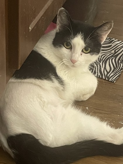 Pet Photo