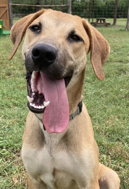 Pet Photo