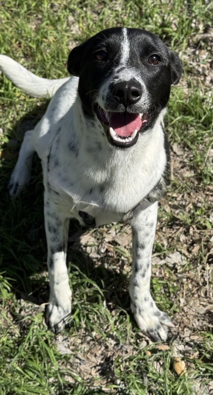 Pet Photo