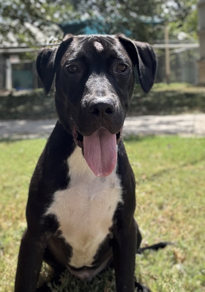 Pet Photo