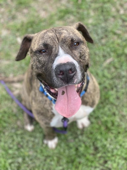 Pet Photo