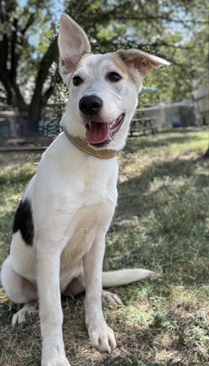 Pet Photo