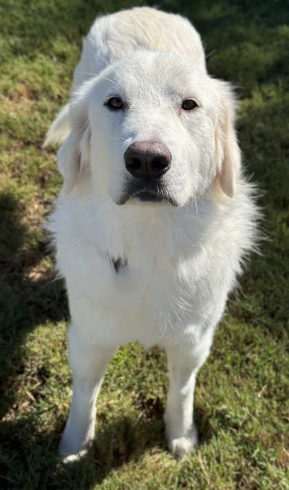 Pet Photo