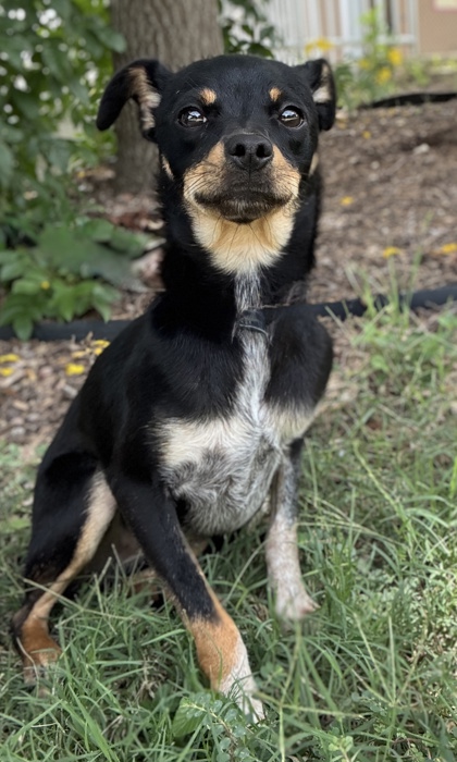 Pet Photo